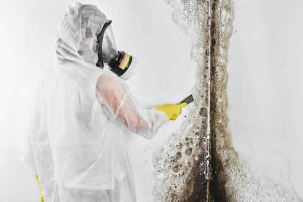 Best Mold Damage Repair  in Bing, OR