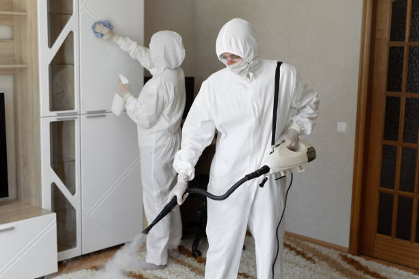 Attic Mold Removal in Boring, OR