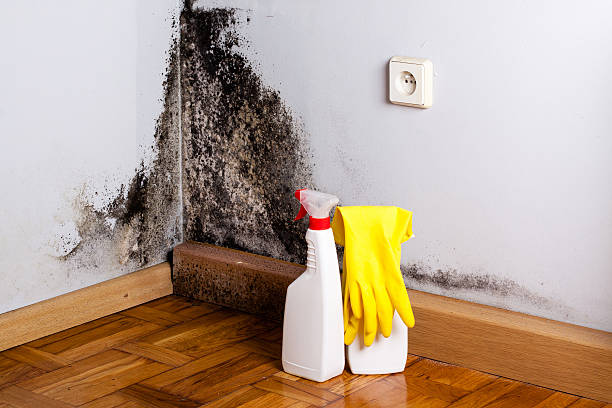 Mold Testing and Removal in Boring, OR