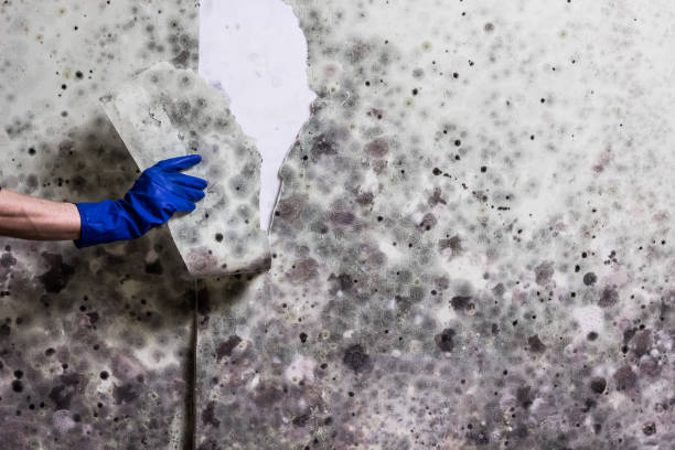 Best Commercial Mold Removal  in Bing, OR